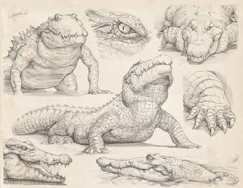 ArtStation - Pencil studies, Francisco Vasquez Marine Life Sketches, Pencil Studies, Crocodile Illustration, Concept Art Landscape, Alligators Art, Animal Drawings Sketches, Animal Study, Art Study, Drawing Studies