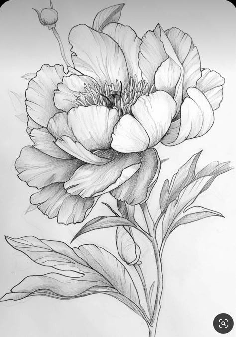 Peony Flower Sketch, Drawing Flowers Ideas, Peony Flower Drawing, Drawing Peonies, Flower Drawing Sketch, Peonies Drawing, Sketch Painting Ideas, Pretty Flower Drawing, Flower Sketch Pencil