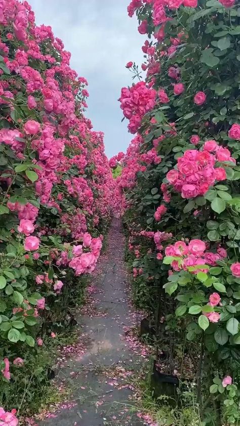 Have a rest! [Video] in 2022 | Beautiful flowers garden, Best flower pictures, Beautiful scenery nature Flower Videos Nature, Nature Videos Flowers, Flowers Aesthetic Video, Rose Flower Video, Nature Aesthetic Videos, Manage Social Media, Rose Garden Landscape, Best Flower Pictures, نباتات منزلية