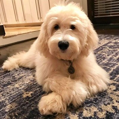 Mini Sheepadoodle, Medium Goldendoodle, English Goldendoodle, Goldendoodle Haircuts, Quotes Outdoors, Goldendoodle Grooming, Goldendoodle Breeders, Celebrities Quotes, Mini Goldendoodle Puppies