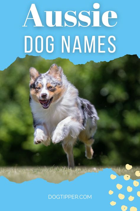 Aussie Dog Names, Australian Shepherd Funny, Dog Symbolism, Puppy Girl Names, Girl Dog Names Unique, Aussie Doodle Puppy, Miniature Aussie, Australian Shepherd Names, Black Dog Names