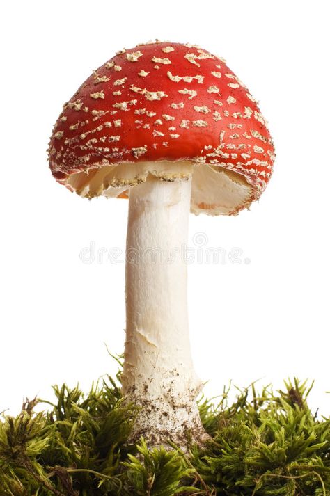 Mushroom. Red poison mushroom close up studio shoot , #sponsored, #poison, #Red, #Mushroom, #mushroom, #shoot #ad Red Mushroom Photography, Mushrooms Reference, Mushroom Reference, Red Cap Mushroom, Red And White Mushrooms, Poison Mushroom, Mushroom Photography, Mushroom Lamps, Mushroom Cookies