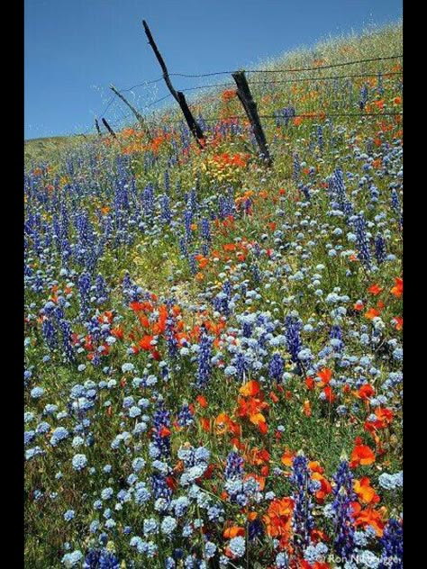 California Wildflowers, Wildflower Photo, Have Inspiration, Wildflower Garden, Barbed Wire, Flower Field, Love Flowers, Pretty Flowers, Beautiful Landscapes