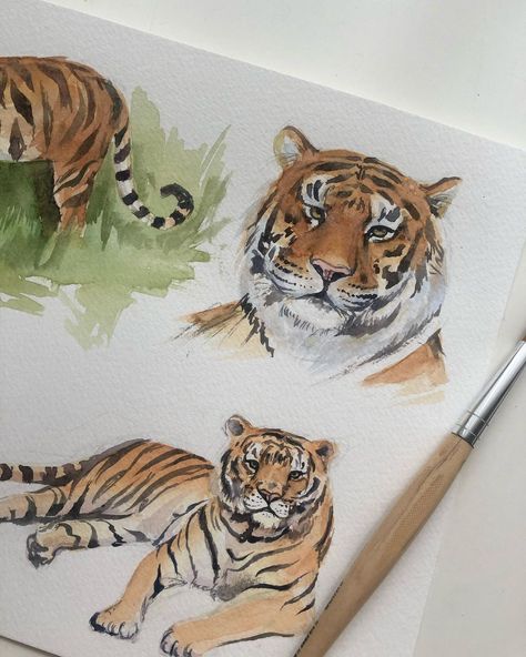 Watercolour Tiger Painting, Tiger Watercolor Painting Easy, Tiger Watercolor Painting, Watercolour Tiger, Tiger Watercolor, Watercolor Painting Easy, Painting Studies, Tiger Sketch, Watercolour Animals