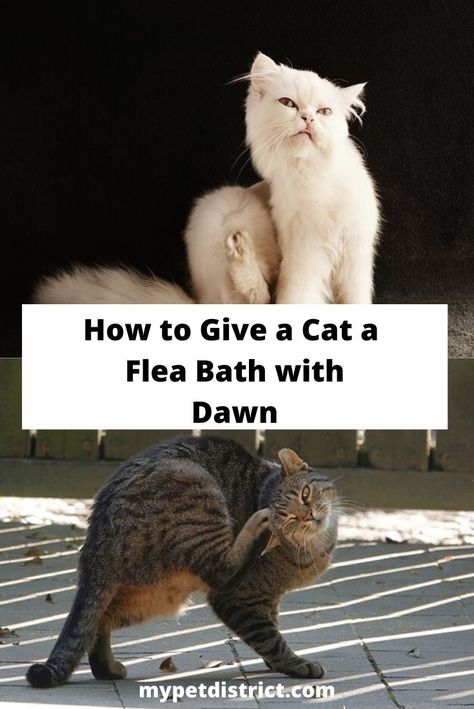 Cat Shampoo Diy, Homemade Flea Spray For Cats, Flea Bath For Cats, Dog Flea Shampoo, Homemade Flea Spray, Flea Shampoo For Dogs, Flea Spray For Cats, Flea Shampoo For Cats, Killing Fleas