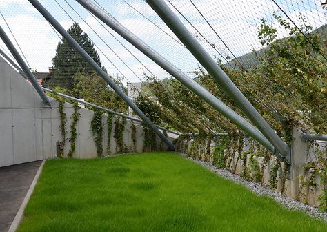 X-TEND stainless steel cable mesh trellis Wire Fence Trellis, Mesh Trellis, Fence Trellis, Trellis System, Aged Care, Wire Fence, Stainless Steel Cable, House Wall, Different Plants