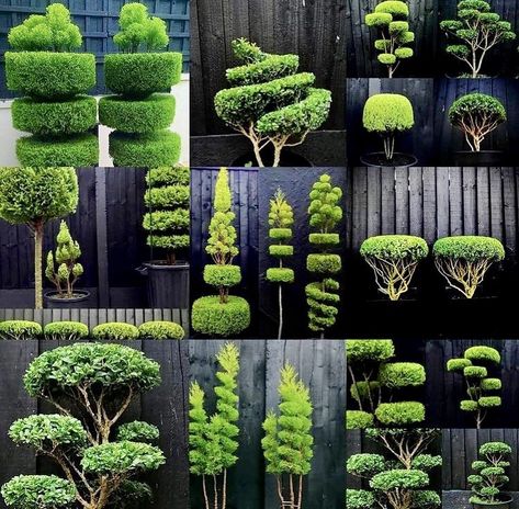 Topiary Ideas, Boxwood Garden, Topiary Plants, Topiary Garden, Front Yard Garden Design, Garden Decor Projects, Garden Decor Ideas, Modern Garden Design, Have Inspiration