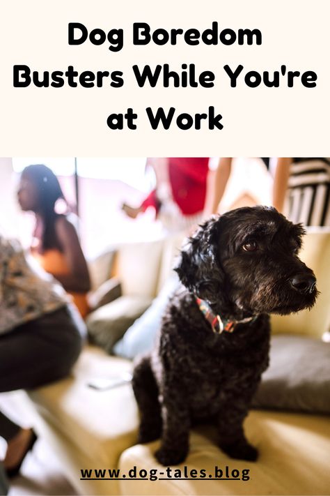 Worried your dog gets bored while you're at work? Discover exciting boredom busters that will keep your pup busy and content. Don’t forget to save this pin for paw-some ideas! 🐾🦴 Dog Boredom Buster, Dog Boredom, Dog Emotions, Dog Entertainment, Office Dog, Living With Dogs, Boredom Busters, Dog Daycare, Dog Activities