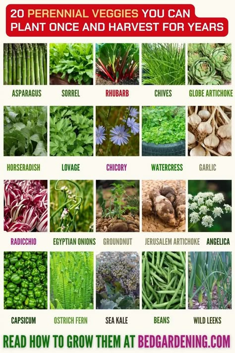 How To Plant A Perennial Garden? Fruits And Veggies That Will Keep Coming Back Year After Year – Slick Garden Food Forest Garden, Perennial Vegetables, Gardening Hacks, Permaculture Gardening, Garden Veggies, Veg Garden, Diy Gardening, Home Vegetable Garden, Forest Garden