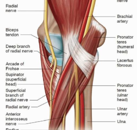 Lacertus fibrosus Flashcards | Quizlet Pronator Teres, Canine Skull, Radial Nerve, Median Nerve, Blood Groups, Study Tools, Med School, Anatomy, How To Memorize Things