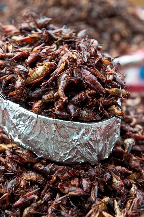 Grasshoppers Bacon Bits Cricket Flour Recipes, South American Food, Bug Food, Aaron Sanchez, Edible Bugs, Eating Bugs, Almond Flour Cakes, Edible Insects, Bizarre Foods