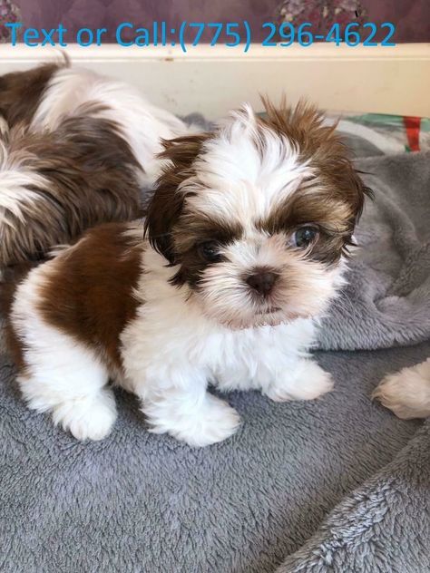 Outstanding teacup Shih Tzu puppies for sale Shihtzu Puppies, Teacup Shih Tzu, Puppies Videos, Imperial Shih Tzu, Maltese Puppies For Sale, Shitzu Puppies, Shih Tzu Puppies, Maltese Puppies, Angel Babies