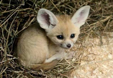 Baby fennec fox Fennec Fox Baby, Fuchs Baby, Fennec Fox, Smiling Dogs, Baby Animals Funny, Wild Dogs, Baby Fox, Cute Fox, Cute Creatures