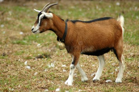 Goat on farm stock photo Rhino Species, Types Of Goats, Herbivorous Animals, Goat Picture, Female Goat, Pet Goat, Feeding Goats, Ohio House, Speech And Hearing