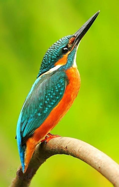 Kingfisher Watercolor, Regard Animal, Common Kingfisher, Blue Arrow, Kingfisher Bird, Most Beautiful Birds, Australian Birds, Rare Birds, Colorful Bird