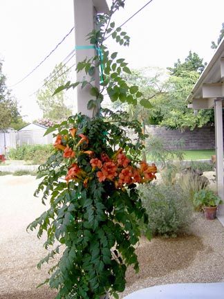 Blood Red trumpet vine, distictus buccinatoria Trumpet Vines, Metal Garden Trellis, Arizona Gardening, Fast Growing Evergreens, Evergreen Vines, Drought Tolerant Garden, Arizona Landscape, Trumpet Vine, Garden Arches