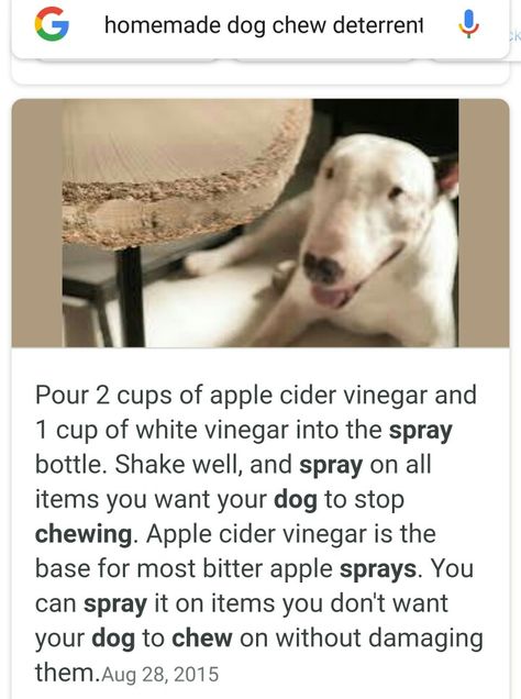 Anti Chew Spray For Dogs Diy, Dog Deterrent Spray, Stop Dog Chewing, Dog Deterrent, Flea Remedies, Essential Oils Dogs, Phrase Tattoos, Dog Remedies, Pet Ideas