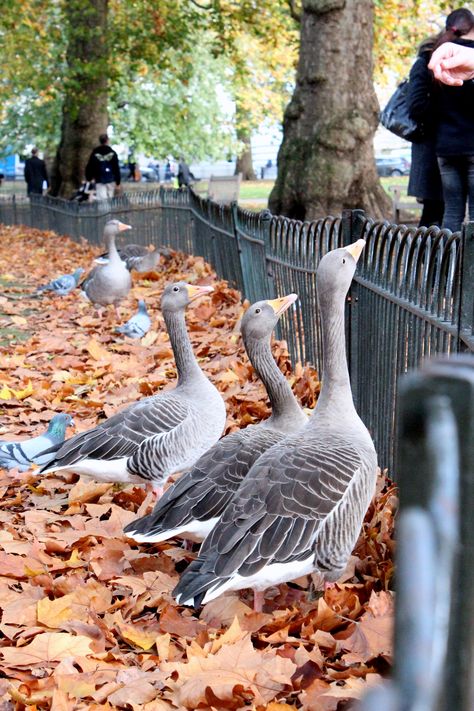 #Hide park #London Hide Park London, Voyage London, London With Kids, 1970s Childhood, London Vibes, Hyde Park London, Beyond The Sea, London Aesthetic, London Park