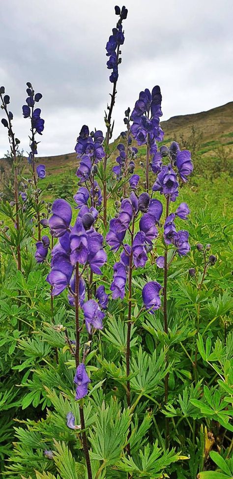 Is Wolfsbane Legal? – GrowGardener Blog Wolf's Bane Flower, Wolvesbane Flower, Wolfsbane Flower, Poison Flowers, Belladonna Flower, Herb Collection, Halloween Plants, Descendants Oc, Witchy Garden