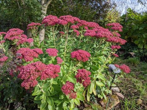 18 Best Perennial Flowers for Kentucky | Balcony Garden Web Easiest Flowers To Grow, Zinnia Elegans, Asclepias Tuberosa, Perennial Vegetables, Best Perennials, Perennial Flowers, Lily Bloom, Easy Care Plants, Black Eyed Susan