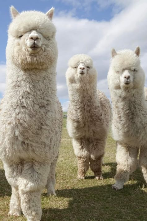 Sheep Pictures, Alpaca Pictures, Alpaca Funny, Cottagecore Animals, White Alpaca, Sloth Art, Alpaca Farm, Cute Alpaca, Llama Alpaca