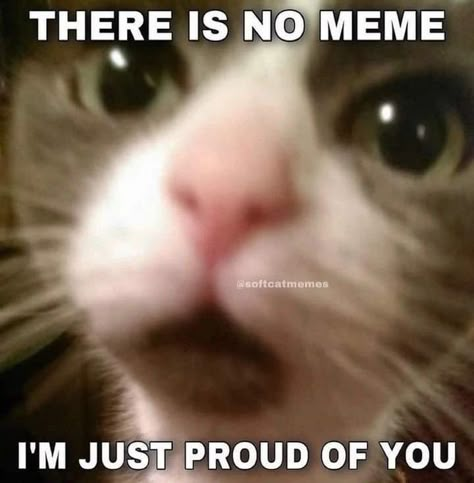 Cat Reaction Pics, Cat Reaction, Funny Looking Cats, Cute Cat Memes, Silly Kitties, Cats Pictures, Silly Cats Pictures, Cat Meme, Silly Images