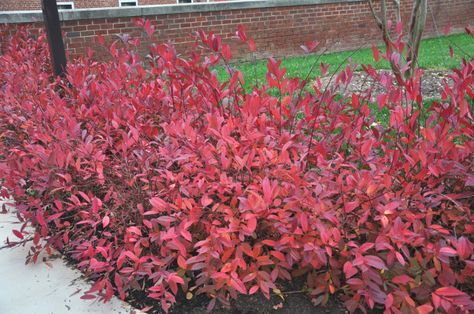 Virginia Sweetspire, Itea Virginica, Autumn Blaze Maple, Fall Landscaping, Acidic Soil, Front Lawn Landscaping, Garden Mum, Habitat Garden, Red Things