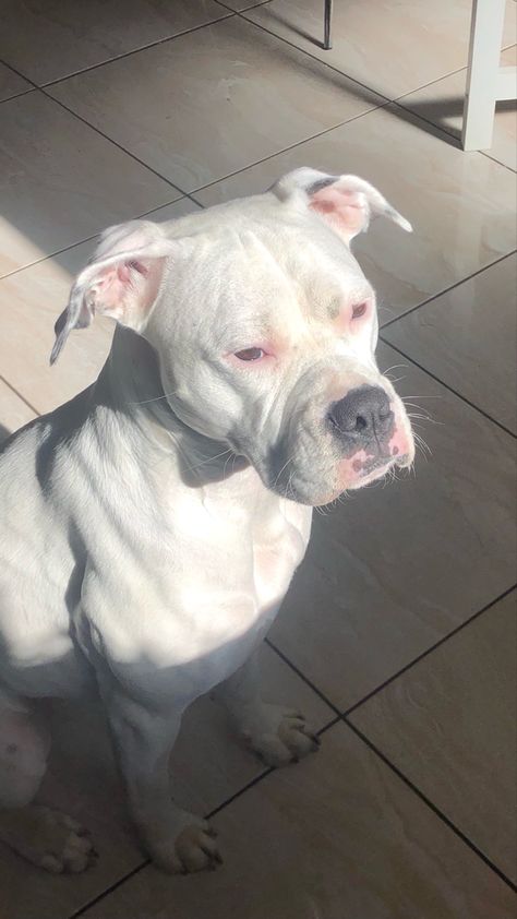 a white boxer breed dog sitting on a lightly coloured large tile floor. she is sitting in sunlight and her eyes shine! White Pitbull Aesthetic, Albino Pitbull, All White Pitbull, White Pitbull Puppies, White Boxer Puppies, Pitbull Boxer Mix, White Boxer Dogs, White Pitbull, Super Cute Puppies