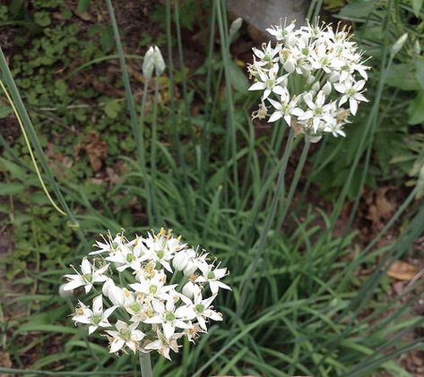 Wild Onion Flowers IGFB22 - Merriwether Adventurer Onion Flowers, Wild Onion, Onion Flower, Texas Plants, Practical Garden, Wild Onions, Carrot Flowers, Rain Lily, Indoor Flowering Plants