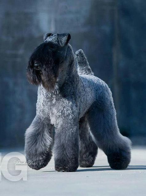 kerry blue terrier photo | Wow... kerry blue terrier | Terriers Photos Black And White, Kerry Blue Terrier, Dog Cuts, Purebred Dogs, Dog Show, Dog Photography, Terrier Dogs, Beautiful Dogs, Mans Best Friend