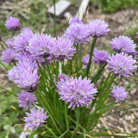 Grow Your Own Food in a Kitchen Garden: Simple Guide - East Fork Growing Garden Simple, Growing Veggies, Herbs And Flowers, Starting A Garden, Easy Gardening, Gardening Tips For Beginners, Planting Vegetables, Easy Garden, Grow Your Own Food