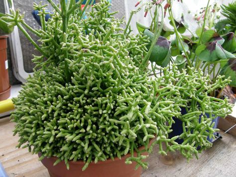 Rhipsalis cereuscula (Coral Cactus) is a shrubby to bushy, epiphytic cactus, up to 3 feet (60 cm) long. It forms small light green stems... Rhipsalis Cereuscula, Flower Bookey, Dollar Plant, Coral Cactus, Purple Succulents, Blooming Cactus, Types Of Succulents, Hanging Succulents, Cactus Y Suculentas