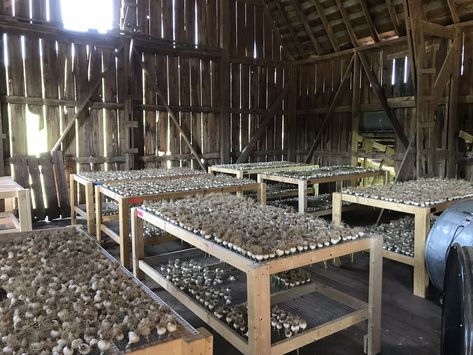 Our garlic rack for curing that we started to use in 2018.  Much easier method than hanging! Garlic Curing Rack, Drying Garlic Hanging, Garlic Drying Rack, Garlic Curing, Garlic Storage Ideas, Onion Drying Rack, Onion And Garlic Storage, Garlic Drying, Drying Garlic