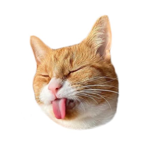 #pet #cats #catlover #catcare #catmom #catfacehair #catface #shy #joke #memesdaily #adorable #catdad #catoftheday #catwoman #catstuff Funny Cat Face, Pet Advertising, Moodboard Png, Cat App, Photoshop Tutorial Graphics, Printable Wall Collage, Funny Cat Faces, Online Scrapbook, Goofy Drawing