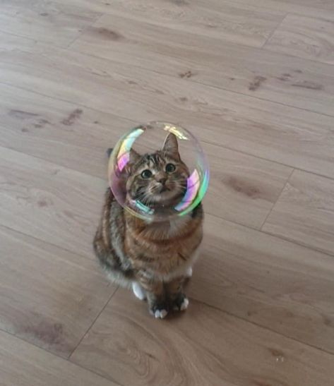 Cat with the perfect bubble on her head. Bubbles, Twitter