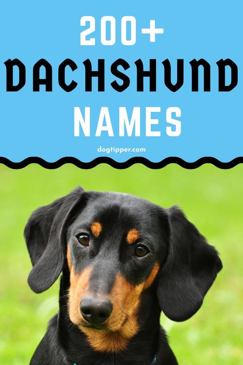 Dachshund Names, Cute Puppy Names, Boy Dog Names, Dapple Dachshund Puppy, Girl Dog Names, Black And Tan Dachshund, Black Dachshund, Dachshund Design, Dapple Dachshund