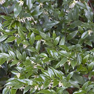 5 Perfect Plants for Dry Shade Shrubs For Dry Shade, Plants For Dry Shade, Deer Resistant Landscaping, Deer Resistant Shrubs, White Spring Flowers, Dry Shade Plants, Deer Resistant Garden, Plants Under Trees, Shade Shrubs