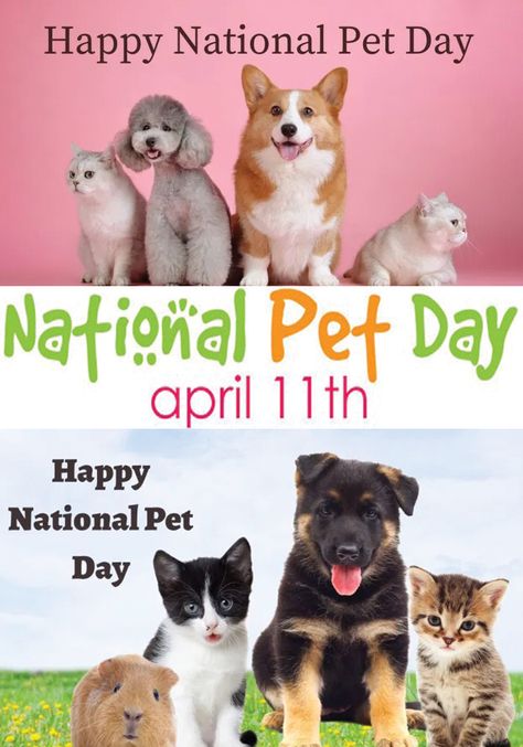 National Pet Day on April 11th dedicates the day to those pets ... Happy National Pet Day, National Pet Day 2024, National Pet Day 2023, Recreational Therapy, Facebook Group Games, Monthly Celebration, International Days, Expensive Things, Recreation Therapy