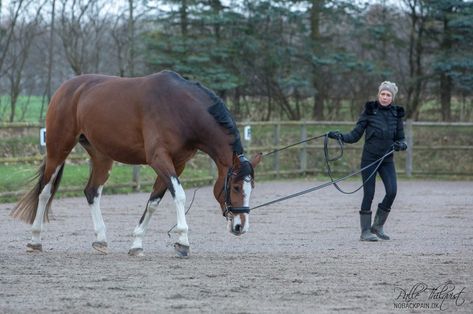 Horse Trainer Aesthetic, Horse Lunging, Lunging Horse, Reining Horse Aesthetic, Warmblood Horses Jumping, Liberty Horse Training Natural Horsemanship, Liver Chestnut Warmblood, Liver Chestnut Horse Jumping, Horse Training Exercises