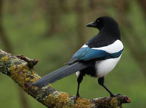 The Eurasian magpie, European magpie, or common magpie (Pica pica) is a resident breeding bird throughout Europe, much of Asia and northwest Africa. It is one of several birds in the crow family named as magpies, and belongs to the Holarctic radiation of "monochrome" magpies. In Europe, "magpie" is used by English speakers as a synonym for the European magpie; it is the only magpie in Europe outside the Iberian Peninsula. European Magpie, Two Magpies, Crow Family, Eurasian Magpie, Iberian Peninsula, Bird Carving, Jackdaw, Wild Creatures, Bird Watcher