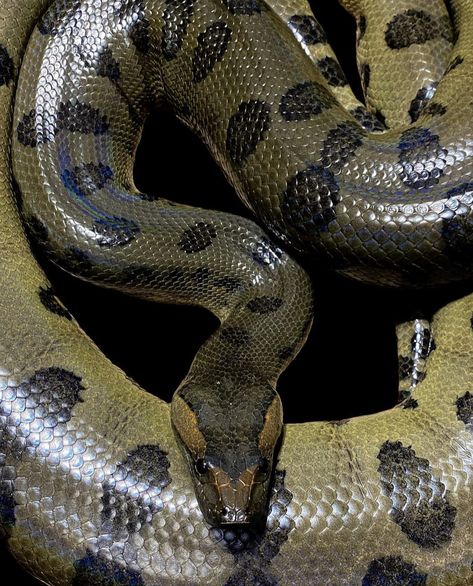 Green Anaconda Snake, Medusa Reference, Snake Priestess, Titanoboa Snake, Giant Anaconda, Anaconda Snake, Green Anaconda, Wood Dragon, Snake Wallpaper