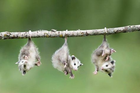 Opossum babies. Toooo cute!!! #coupon code nicesup123 gets 25% off at  www.Provestra.com www.Skinception.com and www.leadingedgehealth.com Baby Opossum, Baby Possum, Hanging Upside Down, Hamsters, Animal Wallpaper, Cute Creatures, Sweet Animals, Animal Photo, Nature Animals