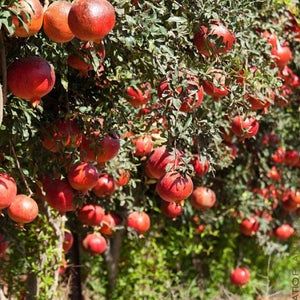 10 Dwarf Sweet Pomegranate Seeds-1056 | Etsy Pomegranate Farming, Agriculture Technology, Moringa Seeds, Farming Technology, Green Gardens, Modern Agriculture, Elephant Ear Plant, Vertical Gardens, Flower Farmer