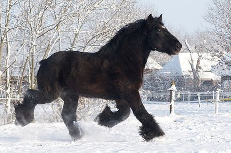 The Dutch Heavy Draft Horse, also simply known as the Dutch Draft, Dutch Draught, or Nederland Trekpaard. Critter Sitters, Horses In Snow, Friesian Horses, Draft Horse, Horse Inspiration, Runner's World, Friesian Horse, Most Beautiful Animals, Beautiful Horse