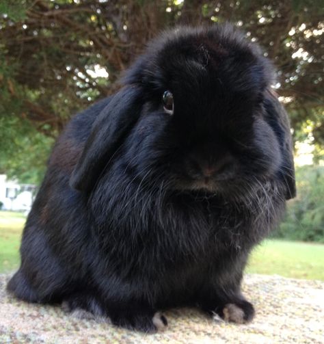 We just purchased a beautiful Black Holland Lop like this one.  She is bred to a Broken Blue buck.  Keep checking back for their baby bunny photos to reserve! Black Mini Lop Bunny, Black Lop Bunny, Black Holland Lop Bunny, Holland Lop Bunny, Mini Lop Bunnies, Lop Bunnies, Holland Lop Bunnies, Lop Bunny, Rabbit Life