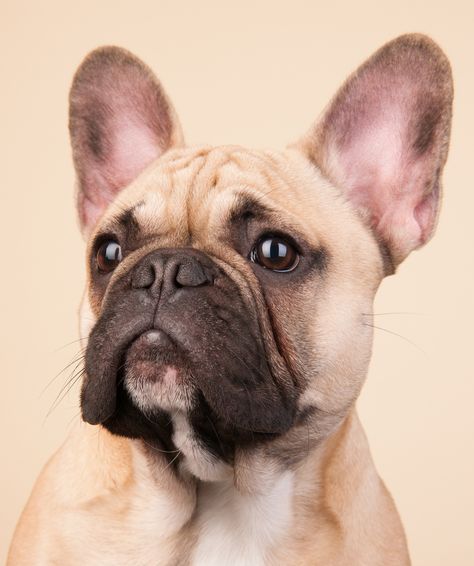 French Bulldog Breed Information Center - The Complete Frenchie Guide Blue Fawn French Bulldog, Blue French Bulldog Puppies, Baby French Bulldog, French Bulldog Harness, Fawn French Bulldog, French Bulldog Breed, Bulldog Breeds, Cute French Bulldog, Pet Loss Gifts