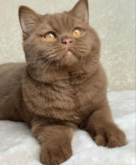 Brown Cat With Yellow Eyes, All Brown Cat, Chocolate British Shorthair Cats, Brown Cats, Gus Gus, Regnul Animal, British Shorthair Kittens, Dream's Cat, British Shorthair Cats