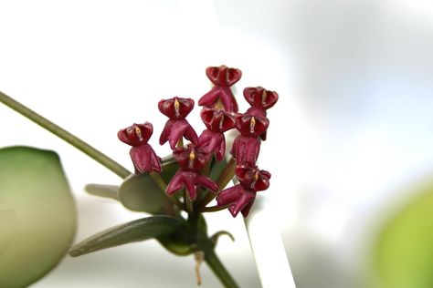 Hoya carmelae van Camilla Hoya Carmelae, Hoya Flowers, Strange Flowers, Showroom, Canning, Van, Plants, Flowers