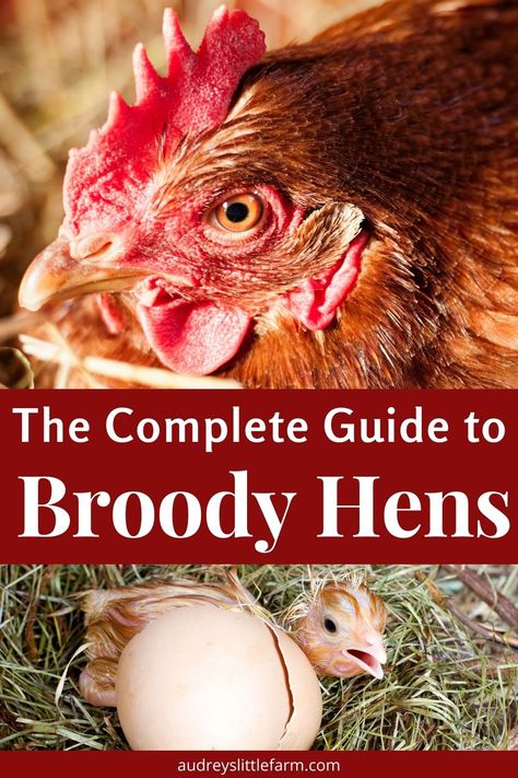 What To Do With A Broody Hen, Hatching Eggs With A Broody Hen, Broody Hen, Homestead Animals, Hatching Chickens, Meat Birds, Poultry Farming, Collecting Eggs, Chicken Coup