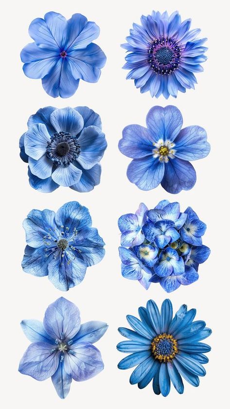 Editable blue flower element set | premium image by rawpixel.com / Fluke Blue Scrapbook, Blue Flower Design, Journal 2024, Food Drawings, Flower Stock, Nature Hd, Tag Ideas, Cute Food Drawings, Flower Blue